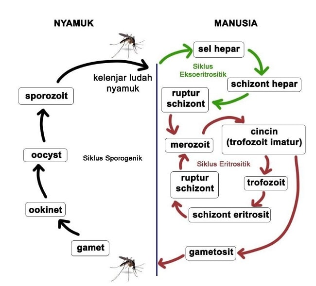 Penyebab malaria