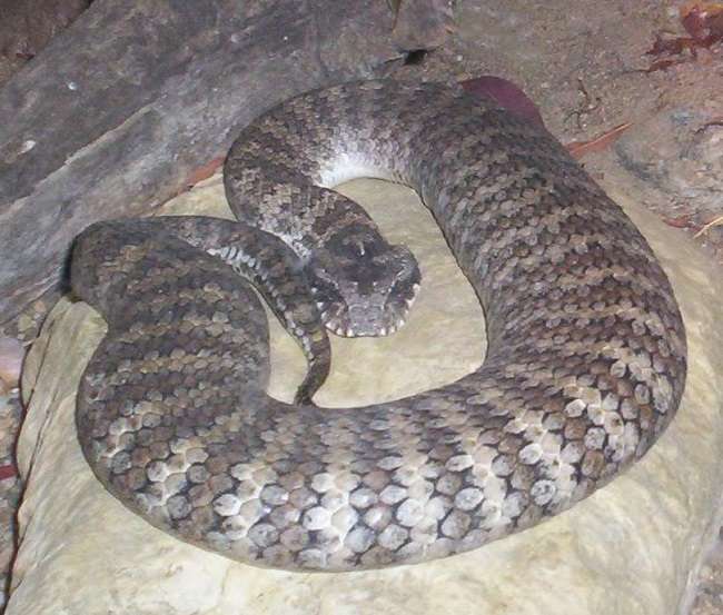 Gambar 5 Death adder (Acanthopis) (source: Figaro, Wikimedia Commons, 2009) 