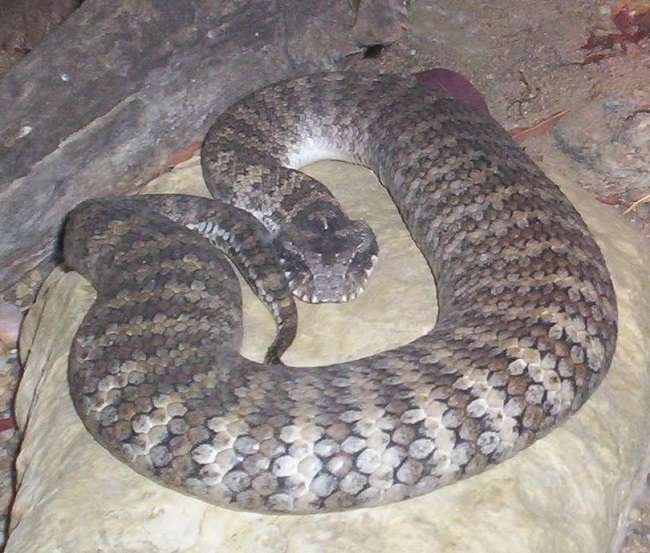 Gambar 5 Death adder (Acanthopis) (source: Figaro, Wikimedia Commons, 2009)