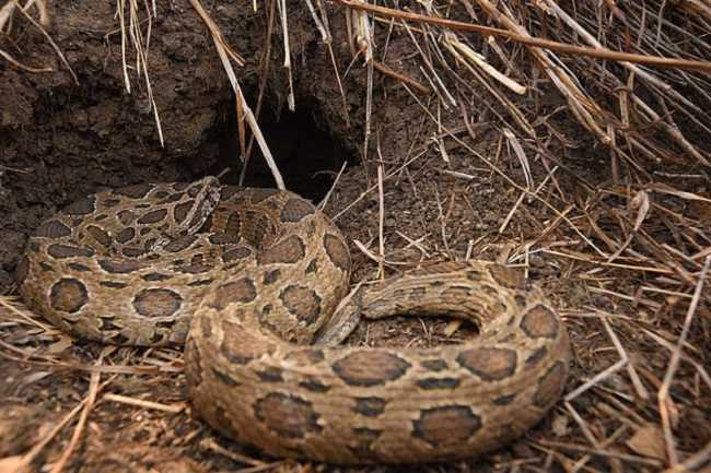Gambar 3 Russell viper Daboia siamensis (source:Tontan, Wikimedia commons, 2016)