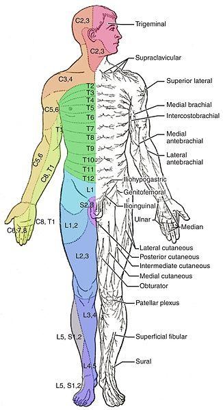 Teknik Pemeriksaan Sistem Sensorik Alomedika